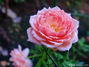 銀禧慶典月季復(fù)花超快，口碑極佳