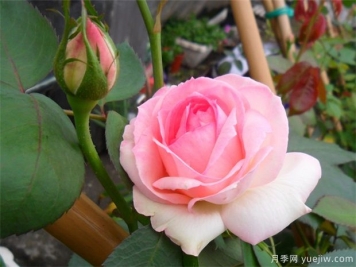 推薦給新手10大藤本月季品種，輕松選擇