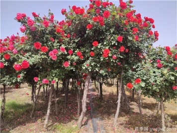 5公分樹(shù)狀月季栽種養(yǎng)護(hù)以露天較好