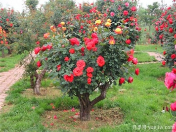 超百年的古樁月季，一樹花開多色，世上罕見
