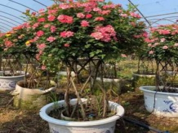 新型月季花籃，小高桿月季玩出新花樣
