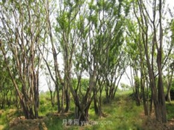 南陽苗木人注意了！叢生苗木火爆市場