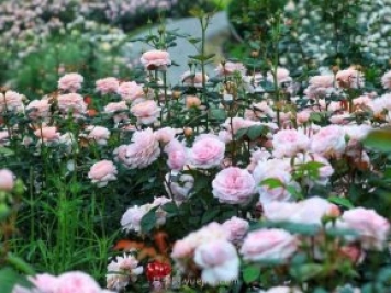 奧斯汀月季園，湖州一個(gè)國內(nèi)頂級(jí)的月季花園
