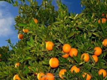 橘子樹(shù)的養(yǎng)護(hù)技巧