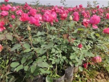 夏季草坪澆水容易萎蔫，如何做到科學(xué)澆灌？