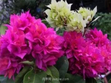 夏季養(yǎng)花要選對(duì)品種，推薦6種花卉適合高溫