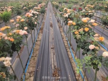 為什么越來越多的人愛上樹狀月季，這款新型品種，確實漂亮