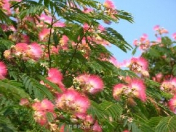 合歡樹是不是優(yōu)美易種的園林綠化樹種？