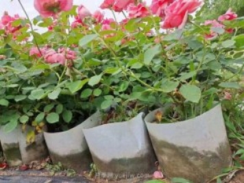 月季花海中的雜草怎樣清除？