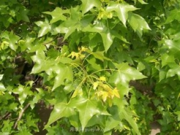 五角楓適合哪里種植？南陽五角楓種植技術(shù)與管理方法