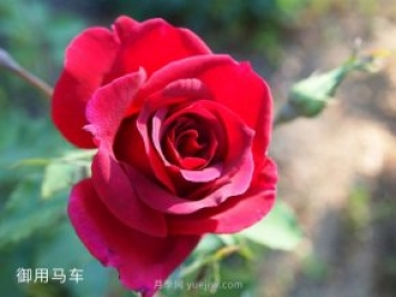 2米高御用馬車，紅色藤本月季南陽基地批發(fā)