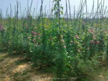 南陽(yáng)藤本月季基地大量出售，品種花色多