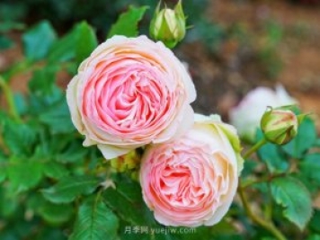 立秋后庭院花木養(yǎng)護該注意些什么？