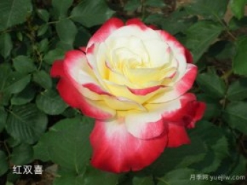 大花香水月季中的紅雙喜你知道嗎？有什么特點(diǎn)呢！
