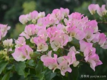 三角梅入秋管理做好4點(diǎn)，花開(kāi)到過(guò)年