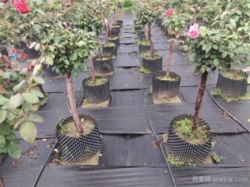 樹(shù)狀月季容器苗和假植容器苗的不同，教你分清楚