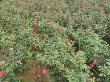 月季紅蜘蛛用什么藥？