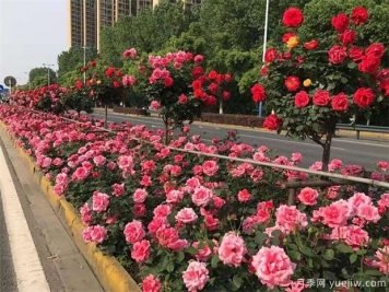 樹月季花最好什么時候栽種？