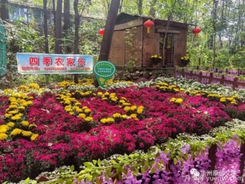 渭南華州南山下數(shù)萬盆菊花爭奇斗艷，國慶節(jié)美不勝收
