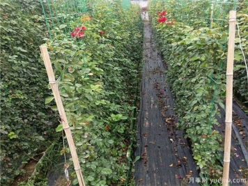 以籬代墻的造景手法，你需要了解綠籬的功能種類