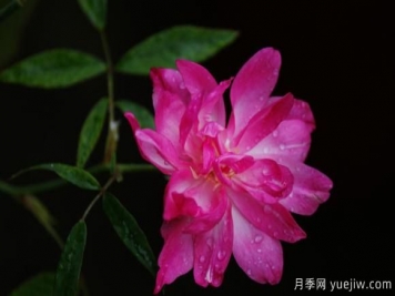 宮粉月季的優(yōu)缺點(diǎn)是什么？