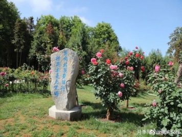 月季與美麗鄉(xiāng)村：保山騰沖老寨子，花在我眼前盛開(kāi)