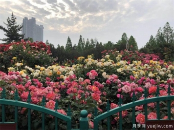 商丘養(yǎng)樹狀月季露天較好，上肥方式是怎樣的呢？