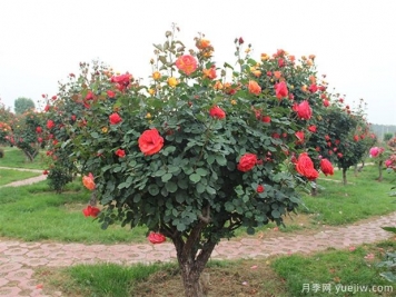 信陽(yáng)多色樹(shù)狀月季的嫁接方法，來(lái)聽(tīng)月季基地描述吧