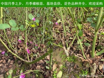 養(yǎng)護注意4點，提高月季裸根苗的成活率