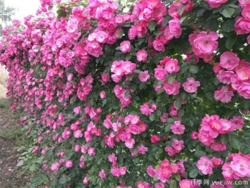 可以代替圍墻的花木有哪些？藤本月季、薔薇