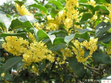 桂花樹如何栽種養(yǎng)護