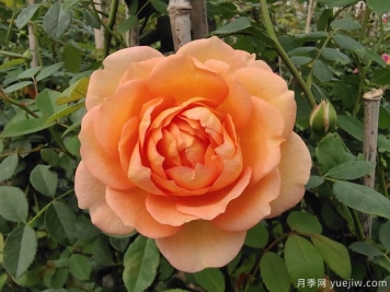夏洛特夫人月季種植技巧，早看早學(xué)早開(kāi)花