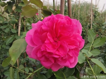 藤本大游行月季，庭院種植粉色美觀