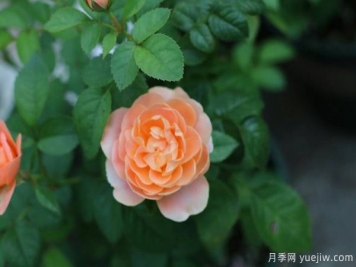 南陽(yáng)說(shuō)月季之果汁陽(yáng)臺(tái)