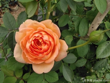 歐月濃香藤本月季，夏洛特夫人月季批發(fā)