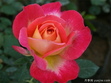 現(xiàn)代樹狀月季在園林景觀中的廣泛應(yīng)用，一起來看看吧