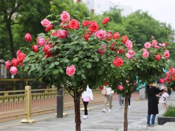 樹(shù)狀月季的嫁接枝條一半變黑是偏冠