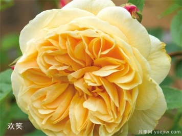 黃玫瑰的介紹，花語和栽培養(yǎng)護(hù)
