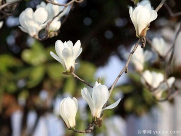 南陽玉蘭基地簡述二喬玉蘭、白玉蘭、廣玉蘭、紫玉蘭的區(qū)別？
