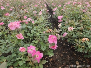 盆栽月季花對(duì)比地栽月季有哪些優(yōu)勢(shì)？