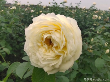 芽變金獎?wù)略录緝?yōu)缺點是什么？