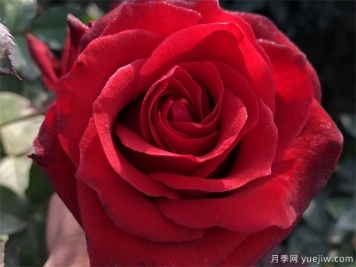 黑玫瑰送哪種人？花語寓意