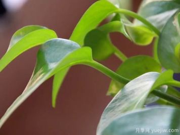 家中常見的這6種花草都有毒，平時養(yǎng)護要小心