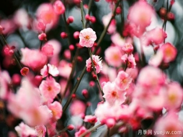 庭院適合種哪些花卉植物？冬天來了更漂亮