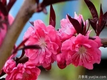 紅葉碧桃的種植養(yǎng)護及修剪技術方法介紹