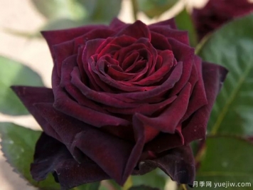 黑巴克月季和黑魔術(shù)月季有什么區(qū)別？哪個(gè)更黑