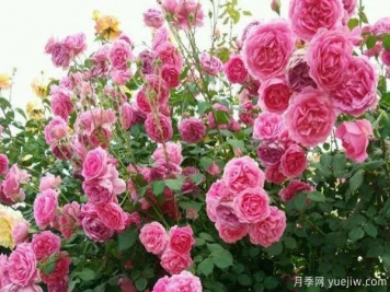 推薦3種生長速度快的爬藤月季，花墻超級(jí)漂亮