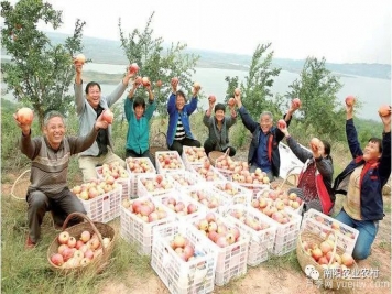 南陽(yáng)淅川：萬畝石榴喜豐收 直播助農(nóng)甜萬家