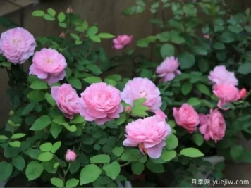 月季花種子播種，月季花養(yǎng)殖方法