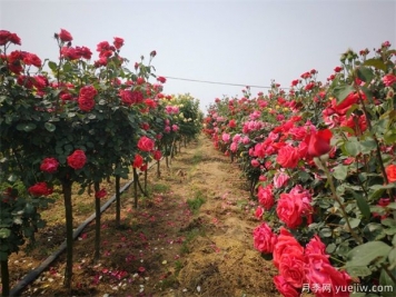 養(yǎng)花屆的新寵兒樹狀月季，月季樹如何養(yǎng)護？